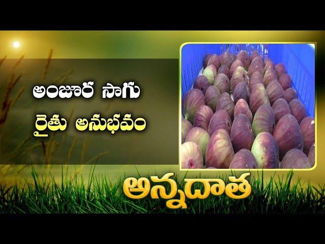 Goods Results with Brown Turkey Anjur Cultivation | by Mahabubnagar Farmer || EtvAnnadata