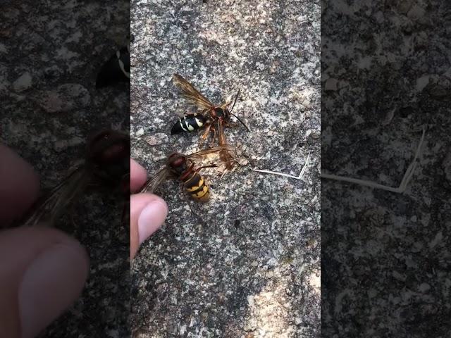  Difference between Spanish hornet and Japanese hornet