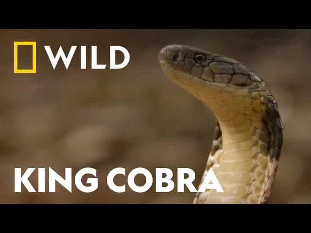 King Cobra vs King Cobra | Snake Bite | National Geographic WILD UK