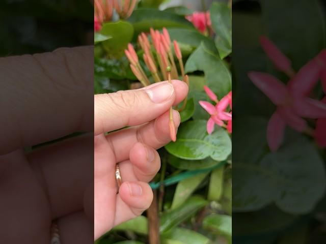 how to grow flowers from buds #gogreentv