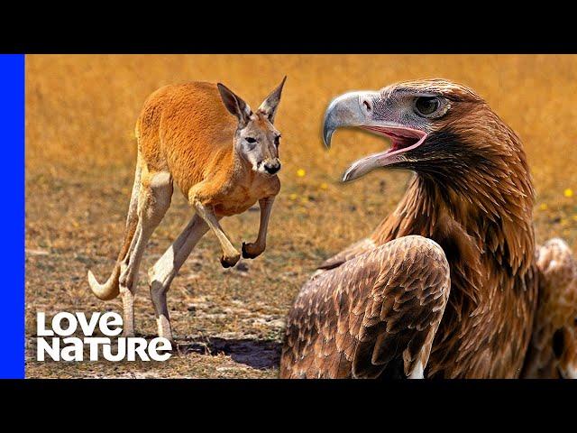 Australia's Largest Eagle Attacks Kangaroo