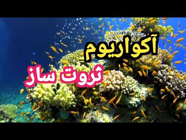 اکواریوم ثروتساز در فنگشویی:رازهای اکواریوم ثروت سازدرفنگشویی.#elikha#فنگشویی#آکواریوم