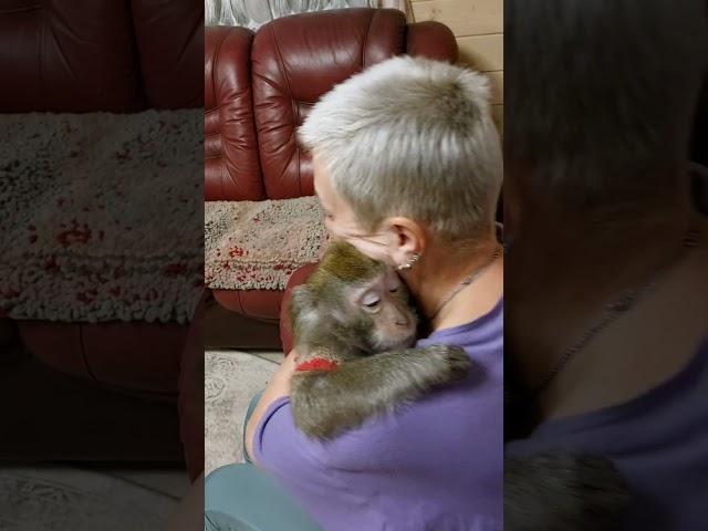 вечер в обезьяньем доме#monkey #обезьяна #petmonkey #экзотика #зоо #animals #животные #питомец