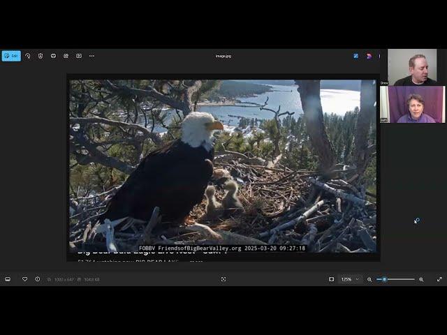 Jackie and Shadow eagle nest update and the eagle intruder at Beau and Gabby's Florida nest.