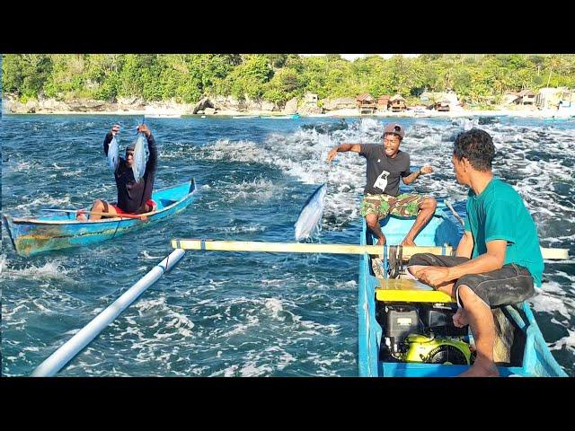 Dikepung Kiri Kanan Muka Belakang, Ribuan Ikan Cakalang Mendidih Di Pinggiran Pantai, + Mukbang