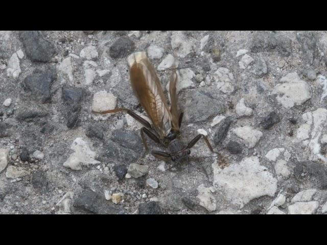 Perla abdominalis female on the asphalt road/Nőstény óriás álkérész (Perla abdominalis) aszfaltúton