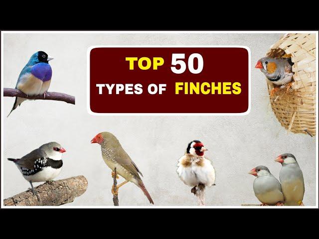 Top 50 Types of Finches | Finches and Names |