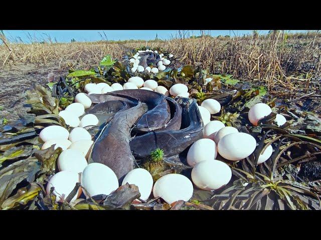 wow wow best hand fishing! catch a lot of fish and pick eggs duck in the algae in the field catch by