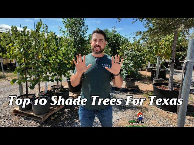 Top 10 Shade Trees For Texas
