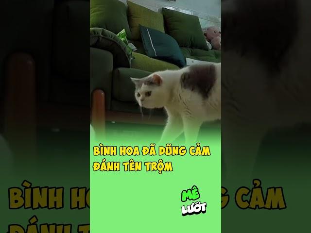 Bình hoa đã dũng cảm đánh tên trộm | Mê Lướt