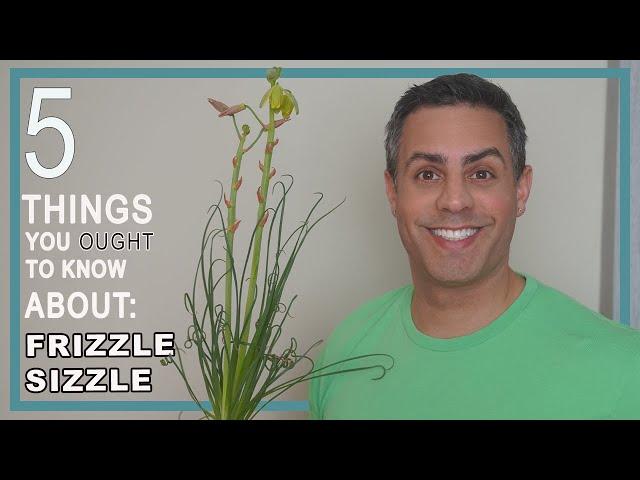 5 Things You Ought To Know About Your Frizzle Sizzle (Albuca Spiralis). Care, Repot + More!