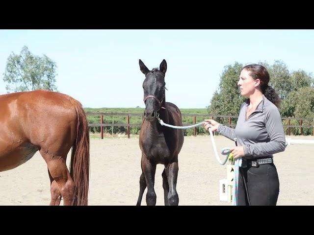 Drakesbad WSS Hanoverian Inspection 10-01-2022