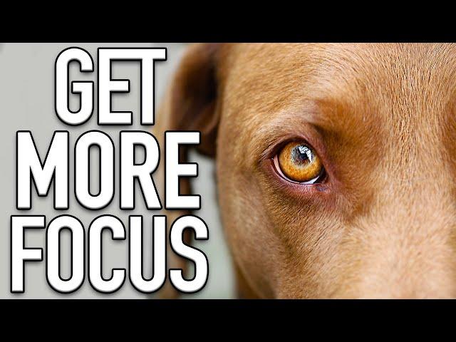 The 5 Rules For Training Your Dog To Listen Outside