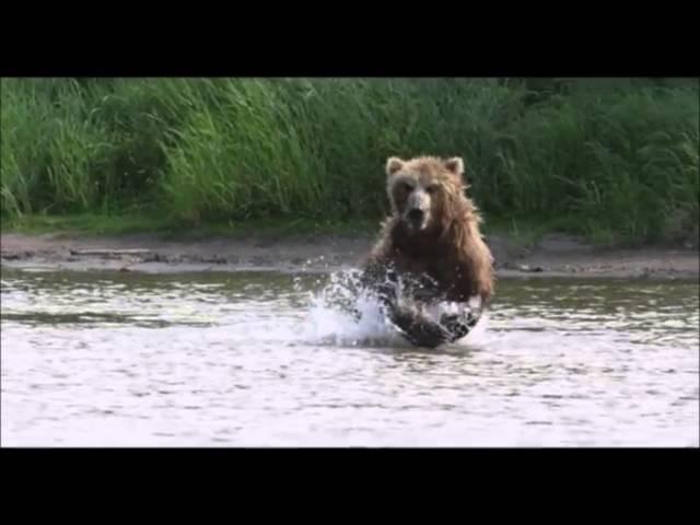 The Great Bear Scare of 2016