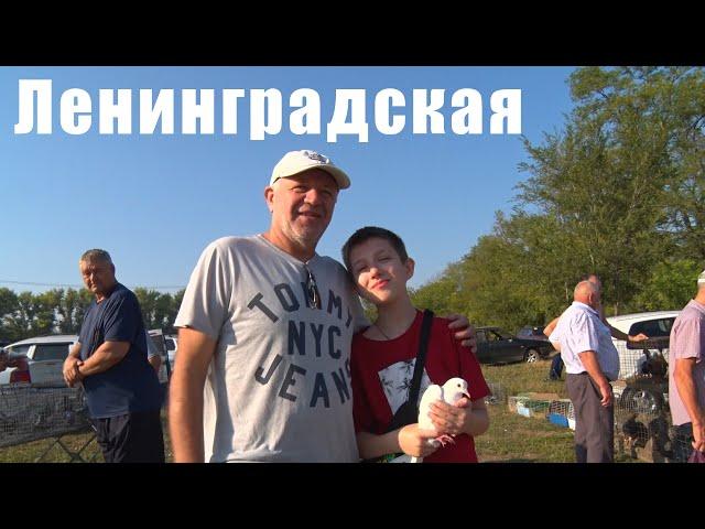 Птичий рынок. Ленинградская. [11.08.2024]