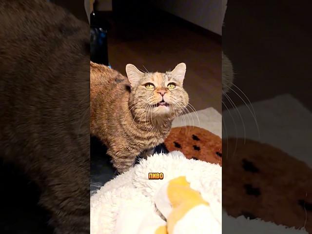 Грустный кот просит пиво Наполнитель Felino как у меня можно по Арт. WB: 98527925🫶