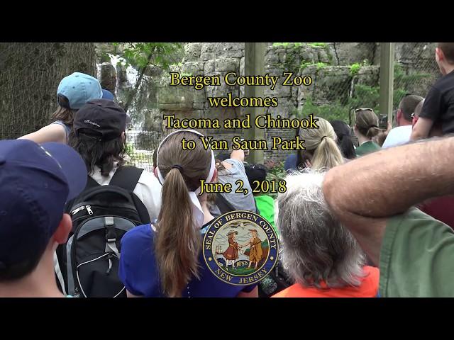 Welcoming Tacoma & Chinook to the Bergen County Zoo