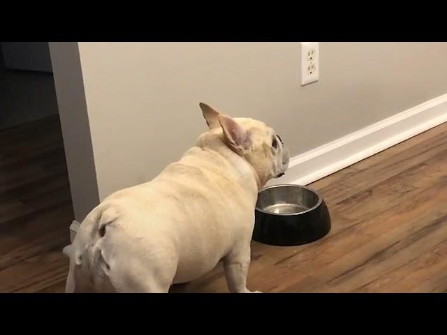 Cashew The French Bulldog Is On Diet And He Is Not Happy About It!!