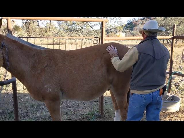 How to groom your mule!