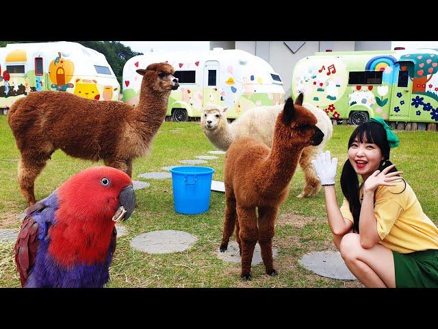 I came to meet cute animals in nature! animal experience alpaca sheep in zoo park