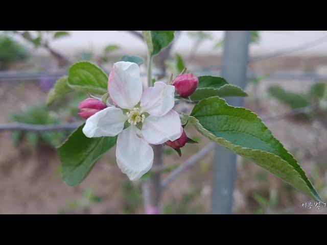 가람농원 vlog(2021.04.09. 금)  황금 사과,후지 개화전 방제