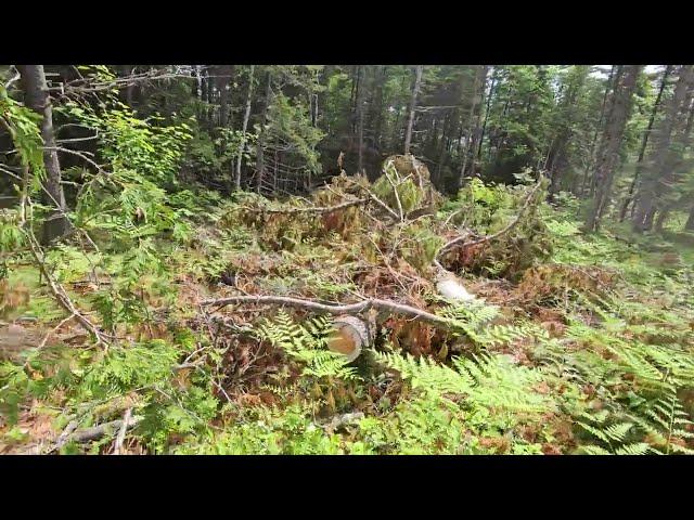 Walking Through Logging Site