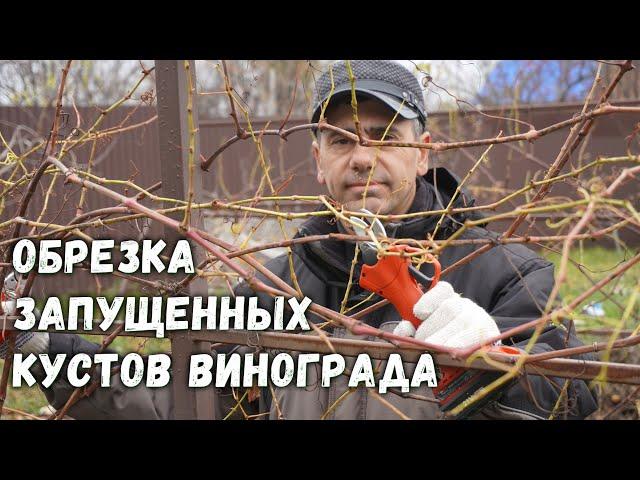 Обрезка и формировка запущенных кустов винограда