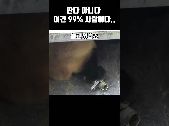 판다 아니다 이건 99% 사람입니다!