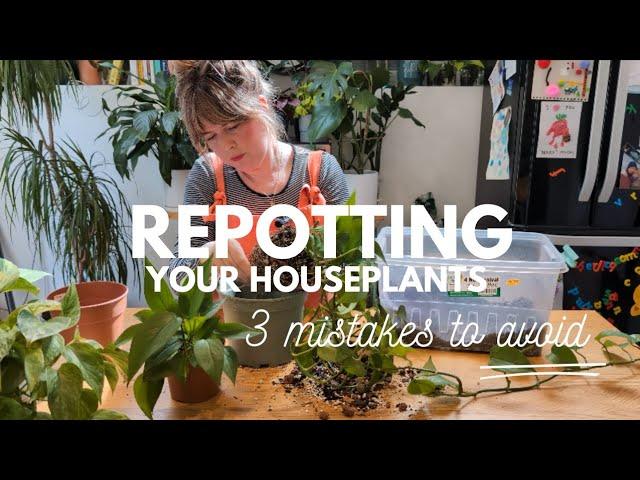 Repotting your houseplants 🪴 3 mistakes to AVOID!