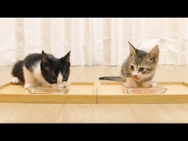 ２週間ぶりに再会した兄弟子猫が幸せそうに食べる様子がかわいすぎました