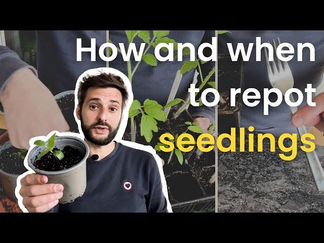 Gardening tips for your seedlings - Growing, Transplanting & Plant Care 