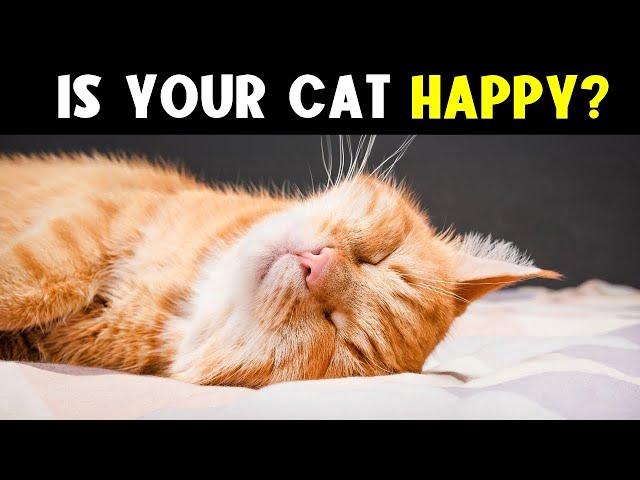 11 SIGNS Your CAT is HAPPIER Than You Think!  (Pay attention to #7)