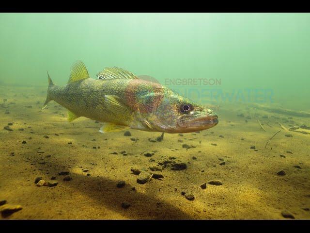 Walleye Underwater HD Footage #1-Engbretson Underwater Photography