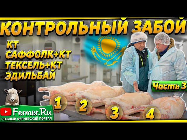 Убойный выход. Сколько мяса дают ягнята разных пород в семь месяцев? Какая баранина вкуснее?