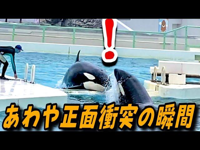 【困り顔のラビー】　鴨川シーワールド　シャチ