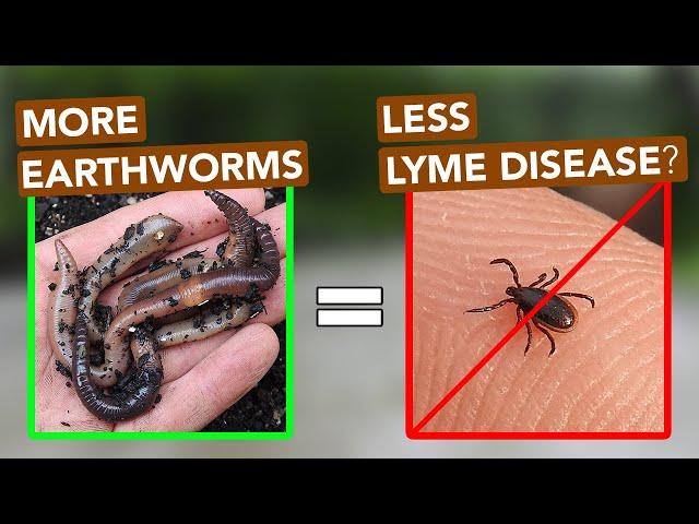 More Earthworms = Less Lyme Disease?