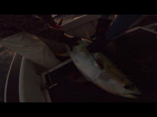 Early morning Tuna bite    Shibis vs Shark