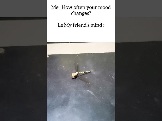 Meme 02 #memes #meme #funny #trynottolaugh #jokes