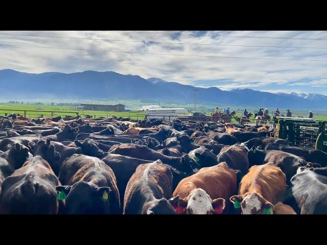 Moving Cows To The Range And Frost In June!