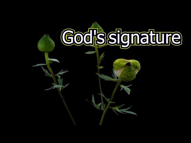 31)God's signaturedivine signature, intuition of greatness, beauty Experience exceptional relaxation