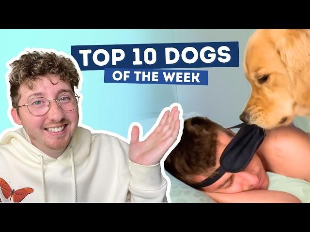 Golden Retriever Gives Ruff Awakening | Top 10 Dogs of the Week!