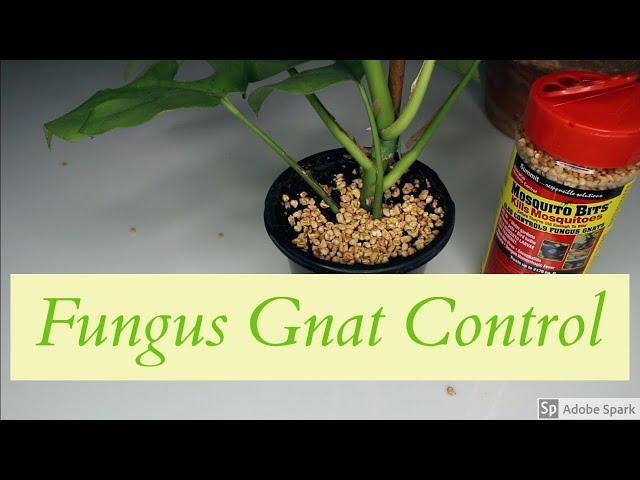 Mosquito Bits for Fungus Gnat Control