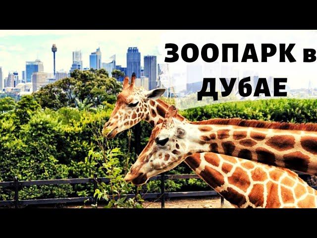 Сюда нужно всем! Сафари парк и зоопарк в Дубае/Safari park Dubai.