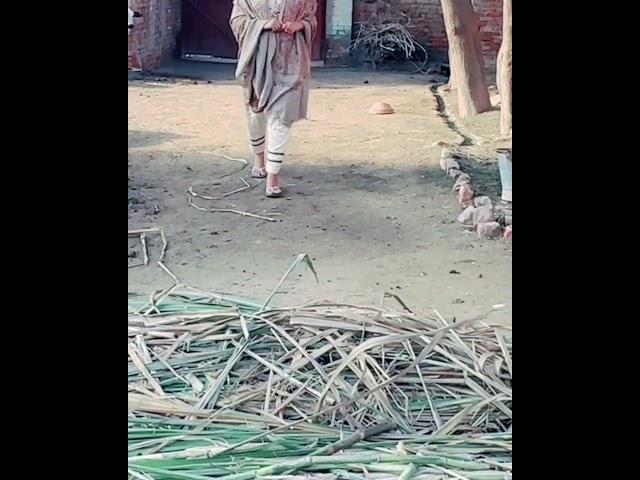 Rozina Saeed Vlog tik Tok status WhatsApp status tik Tok short viral videos short girls village