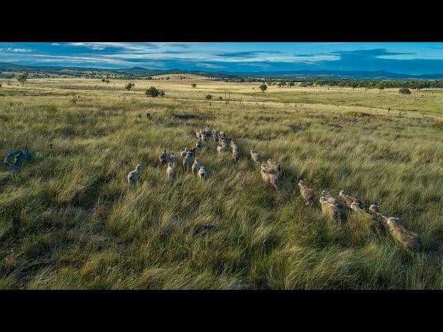 For Sale | Warroo Station, Queensland