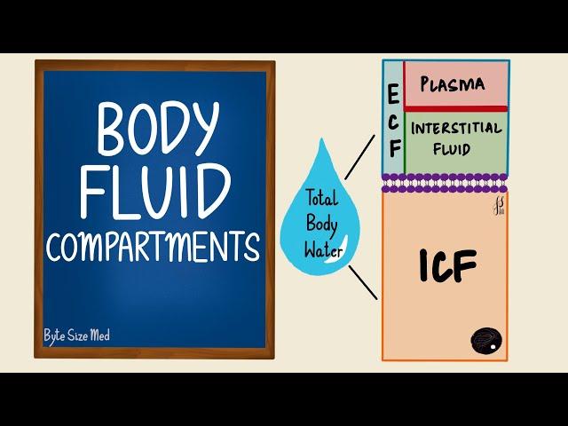 Body Fluid Compartments | ICF | ECF | General Physiology