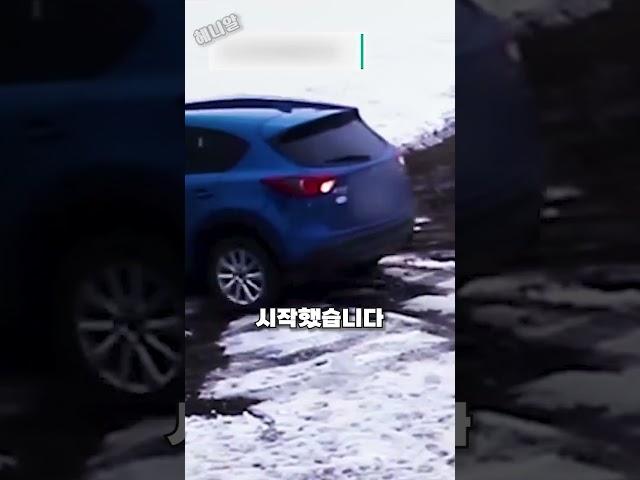 엄청난 순발력으로 작은 친구를 구한 용감한 보더콜리
