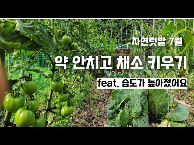 열평텃밭 (7) /  장마 전 후 꼭 해줘야 하는 일들 / 토마토, 오이, 호박 잎정리하기 / 풀 뽑기/그리고 한여름 파종까지/자연텃밭 7 월