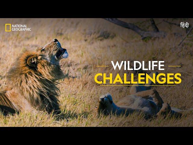 Wildlife Challenges | Savage Kingdom | हिन्दी | Full Episode | S4-E1 | National Geographic