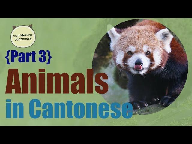 Learn Chinese. Animals in Chinese. Animals in Cantonese - Part 3 - 動物 - 粵語 Cantonese Vocabulary